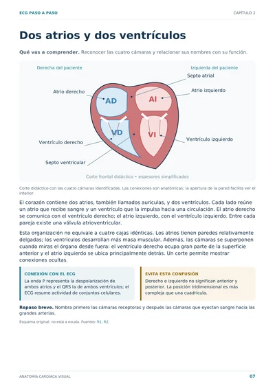 Anatomía Cardíaca Visual · Página 7